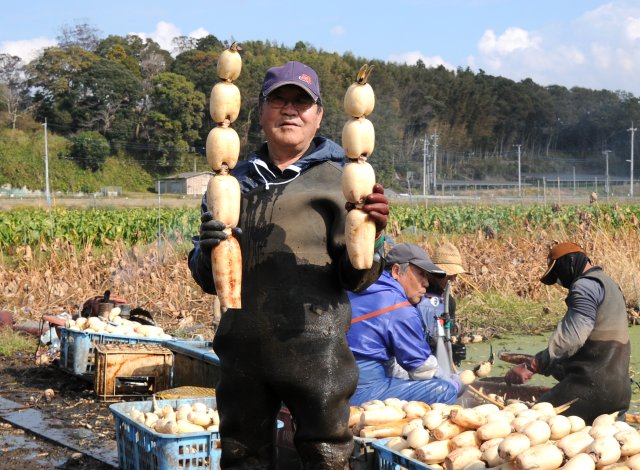JA水郷つくば 蓮根部会霞ヶ浦支部 江後田さん