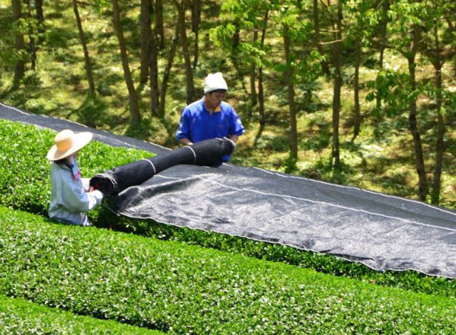 かねた園　お茶生産の様子