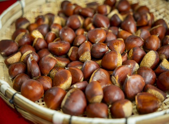 焼栗 愛宕山 特選　箱