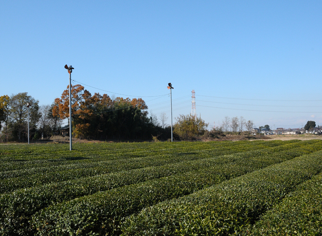 さしま茶の茶畑