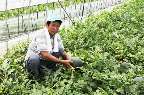 JA北つくば　こだま西瓜部会　大塚 一夫さん（桜川市）