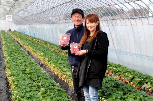 藤枝いちご園　藤枝 敏広さん、一恵さん（石岡市）