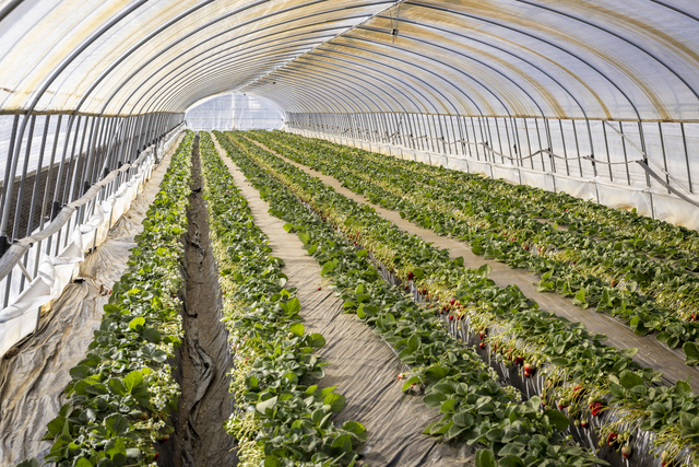 ハウスをはじめ設備のほとんどは自分たちで準備。両親にも手伝ってもらったと田村さん