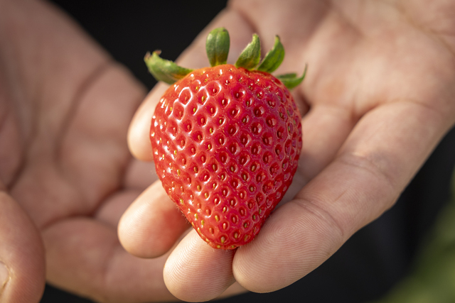 ハリツヤのある田村さんのいばらキッス。「水っぽさがなく味が濃い」とお客さんからも評判