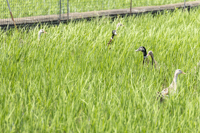 アイガモ農法で育てる特別栽培米