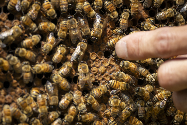 雄のミツバチもまるまるとして大きい。