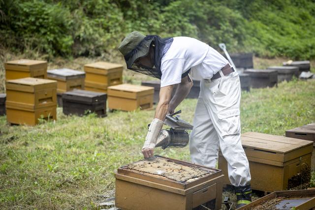 コーヒー豆の麻袋を燃やした燻煙器で蜂を大人しく落ち着かせてから作業スタート