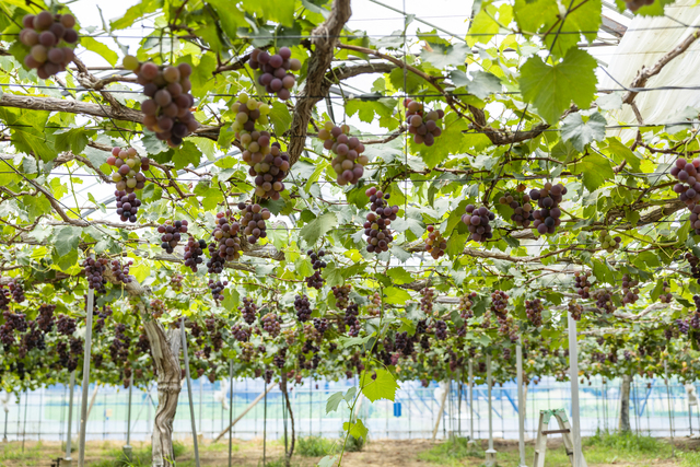 樹齢10～30年のぶどうの苗木。木々の個性に向き合いながら、丹精込めて最適な手入れを施す