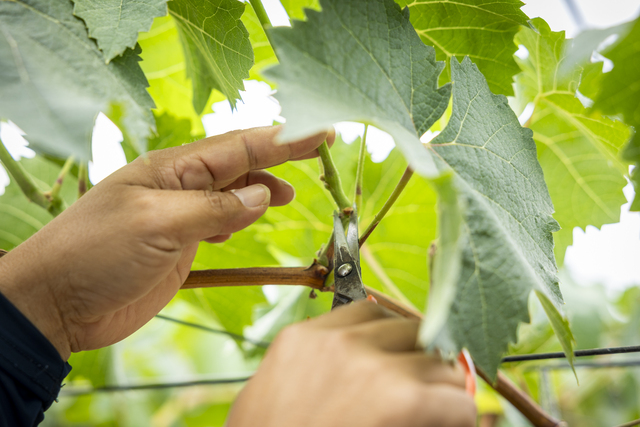 副梢の手入れで樹勢と果実形成のバランスを探る