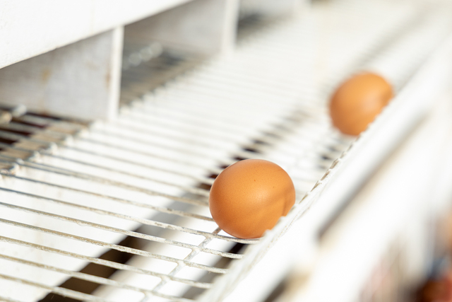 巣箱から出た卵は触れるとさらっとしていて綺麗