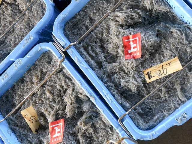 水揚げされた中から安重さんが厳しい目利きで買い付け