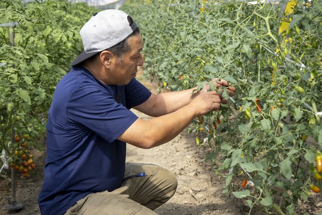 日々の丁寧な手入れの積み重ねが野口さんの美味しいトマトを育てる秘訣