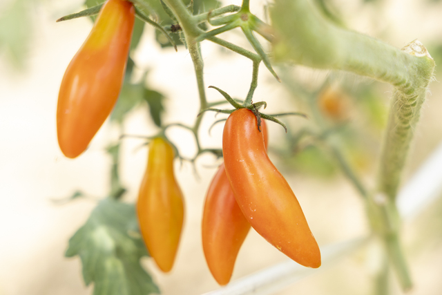 パリッとした食感の栽培2年目の新品種「ライムスイーツ」