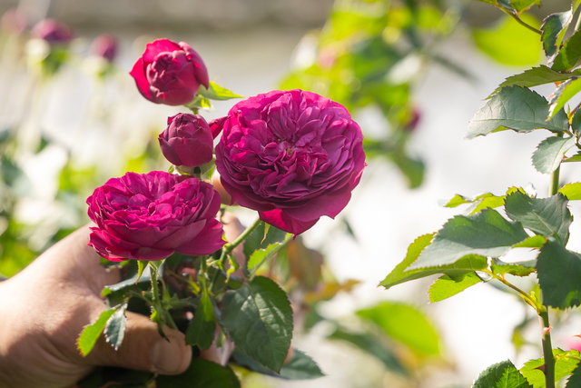 ロサオリエンティス・カルツァークライン