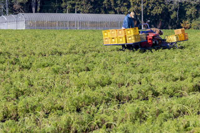 常陸大宮圃場の様子