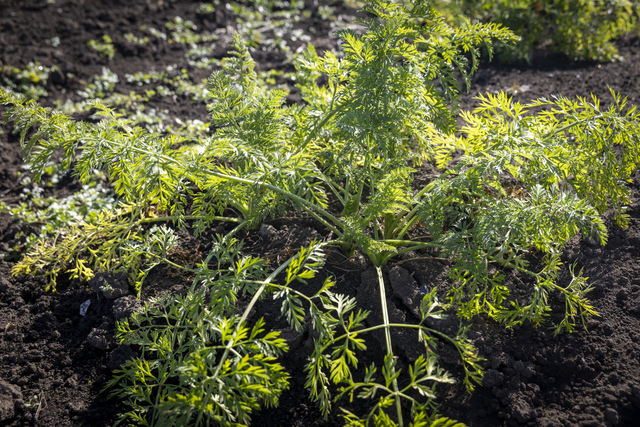 常陸大宮圃場では、ちょうどにんじんの収穫期