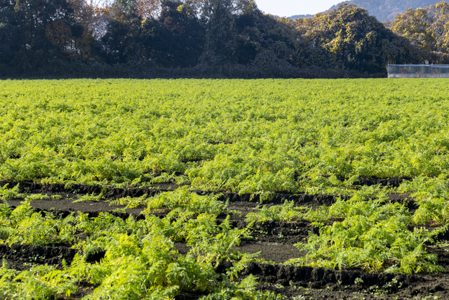 バランスを取って健康な畑をつくる