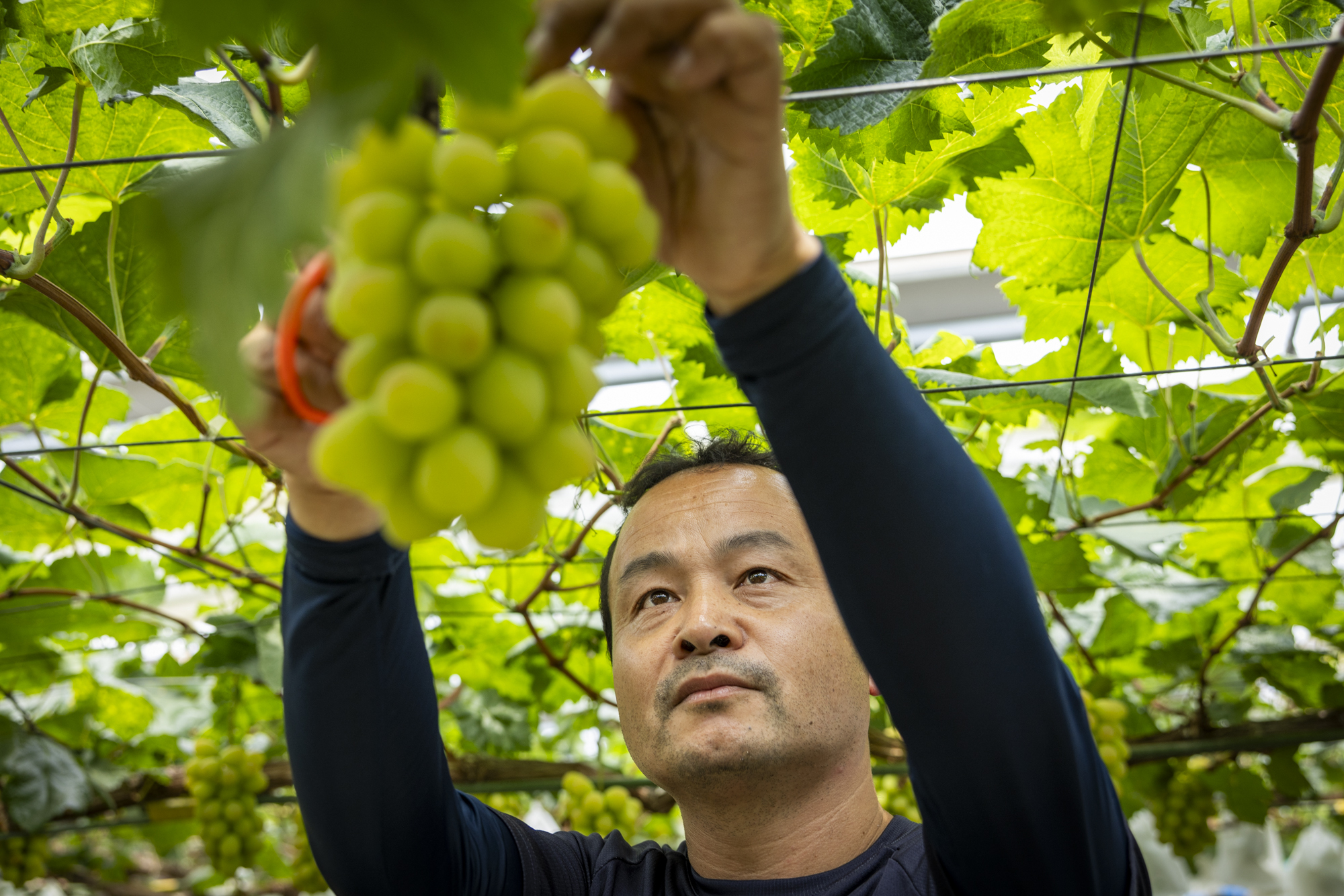 会沢巨峰ぶどう園 会沢 将史