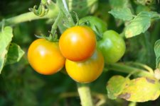 黄色いミニトマト(那珂市)