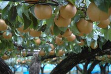 下妻完熟梨プレミアム梨園(下妻市)