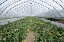 メロンハウス(鉾田市)