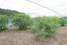 ブルーベリー農園(つくば市)