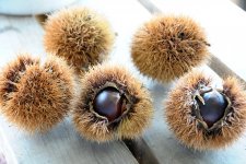 くり　栗 利平（りへい）