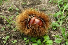 くり　栗　いがぐり(笠間市)