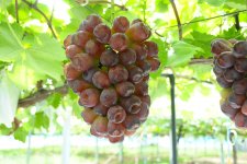 ぶどう　欧州系(結城市)